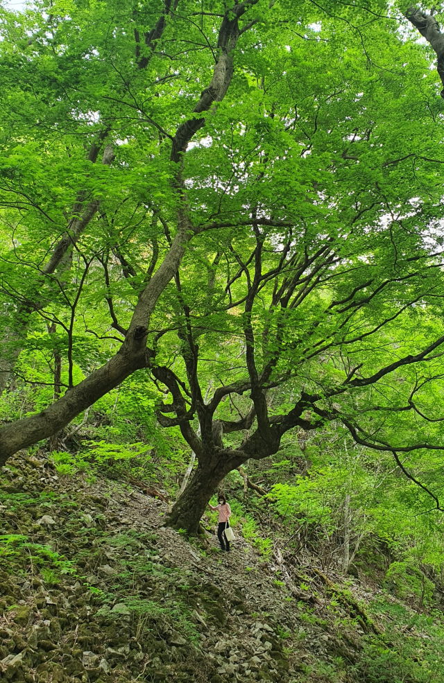 천연기념물로 지정된 내장산 단풍나무./사진제공=문화재청