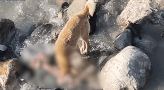 [영상] 강물에 떠내려온 시신 먹는 들개... '코로나 생지옥' 인도