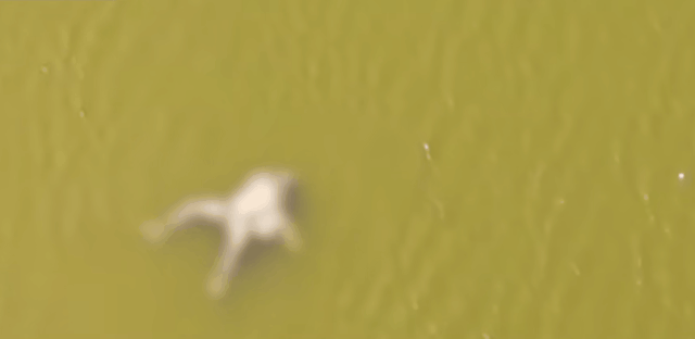 [영상] 강물에 떠내려온 시신 먹는 들개... '코로나 생지옥' 인도