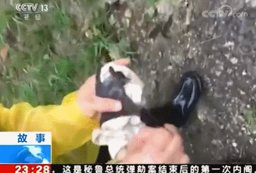 중국 CCTV가 방영한 영상 속 연구원들이 박쥐에 물려 크게 부풀어 오른 자국 사진이 나오고 있다. /유튜브 캡처