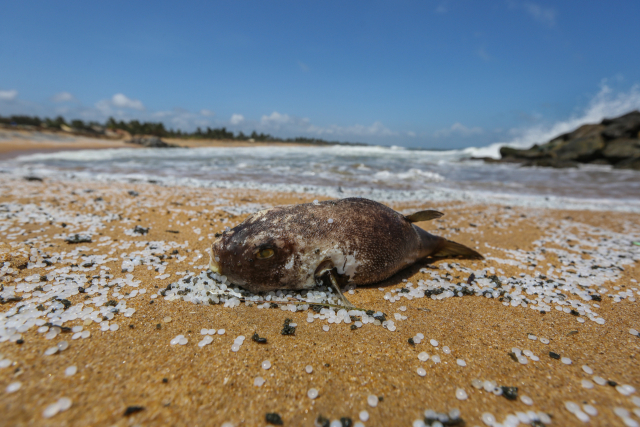 스리랑카 바다에서 불에 탄 선박에서 유출된 플라스틱 포장재 등 오염물 등으로 인해 죽은 것으로 추정되는 물고기 사체가 해변으로 밀려와 있다/EPA연합뉴스