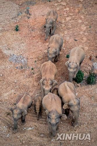 중국 서남부 윈난성에서 야생 코끼리 15마리가 서식지를 떠나 3주째 500㎞ 넘는 대장정을 하고 있다./신화연합뉴스