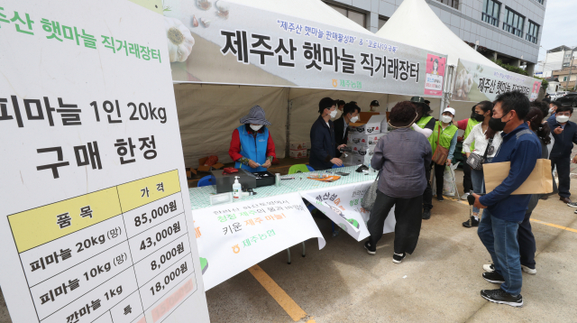 4일 오전 제주산 햇마늘 직거래 장터를 찾은 소비자들이 햇마늘을 구매하고 있다. /연합뉴스