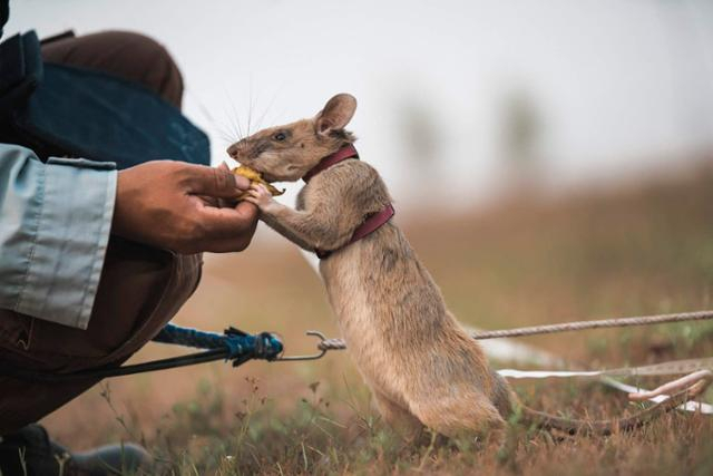 캄보디아에서 5년간 지뢰탐지 임무를 수행한 아프리카 주머니쥐 ‘마가와’./PSDA 제공