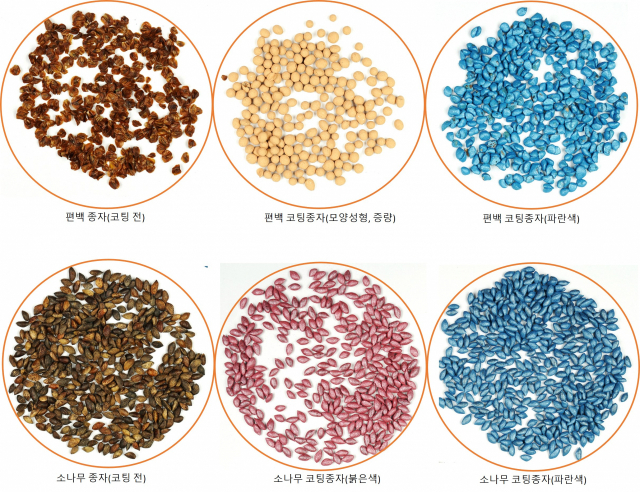 고품질 산림종자를 만들기 위해 코팅한 편백나무 및 소나무 종자. 사진제공=국립산림품종관리센터