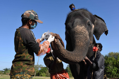 지난 8일 인도 남부 타밀나두주에서 수의사와 보호국 직원들이 코끼리의 코로나19 감염 여부를 검사하기 위해 샘플을 채취하고 있다. /AFP연합뉴스