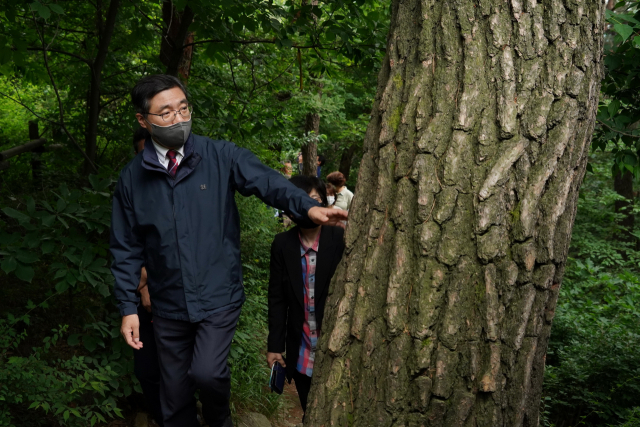 최병암 산림청장이 서울 남산 소나무 군락지를 방문해 생육상황을 살펴보고 있다. 사진제공=산림청