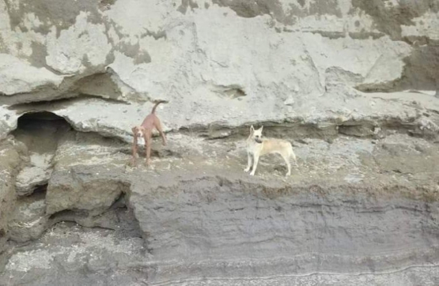개 두 마리가 싱크홀에 빠져있다./동물보호단체 URSVA Puebla 페이스북