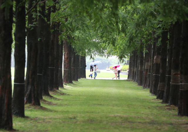 비가 내린 11일 오전 녹음이 우거진 부산 부산진구 송상현광장에서 우산을 쓴 시민들이 산책하고 있다. /연합뉴스