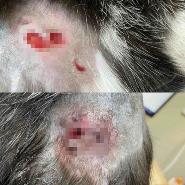 지난 4월 서울 구로구의 한 아파트 단지에서는 길고양이의 몸에 학대한 정황이 발견됐다. 구로경찰서는 동물자유연대로부터 고소장을 접수받아 수사에 나섰다./사진제공=동물자유연대