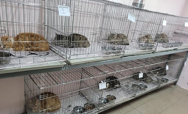 유기된 고양이 14마리가 구조됐다./연합뉴스