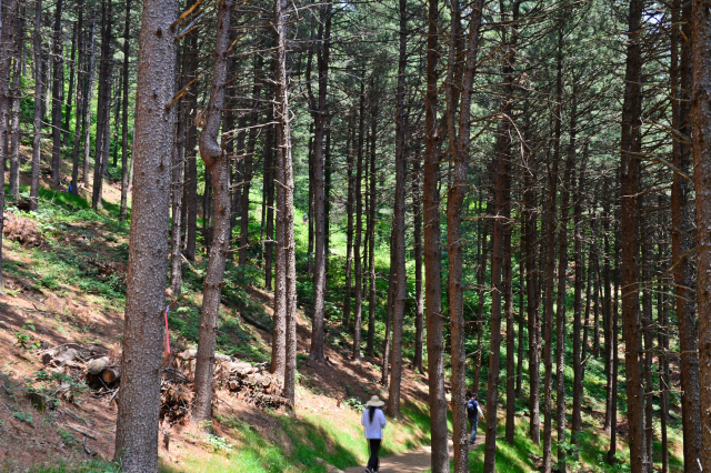 한가터 인근 잣나무 숲 한 가운데 쭉쭉 뻗은 나무 사이로 난 산책로를 방문객들이 걷고 있다.