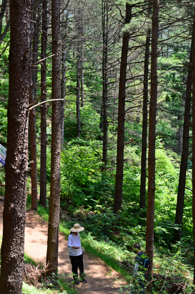 11코스의 백미는 한가터 인근 잣나무 숲으로 쭉쭉 뻗은 나무들이 하늘을 찌르고 있는 모습이 이채롭다.