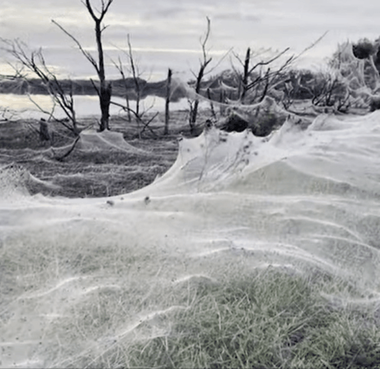 지난 15일 호주 남부 한 마을 도로가에 나타난 대형 거미줄./출처=유튜브