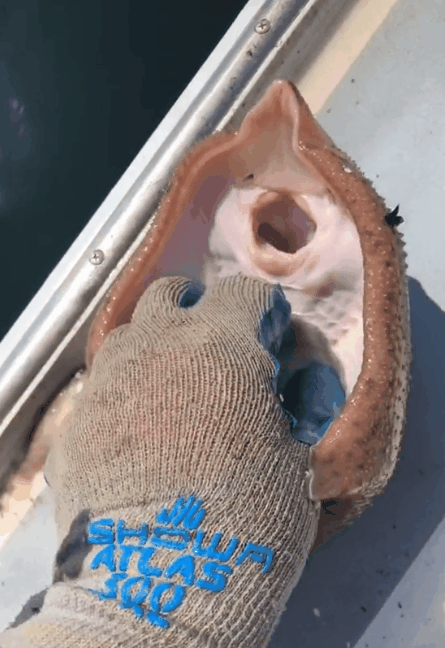 미국의 한 어부가 지난 8일 미국 매사추세츠주 케이프 코드 베이 일대에서 잡은 가오리를 건드리는 모습을 공개했다. /출처=제프리 데더 틱톡