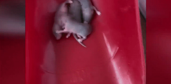 [영상] '바글바글'…교도소 수감자마저 내쫓은 호주 쥐 떼