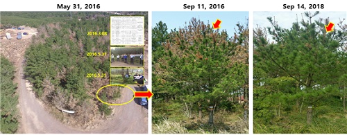 50,000마리 재선충 감염에서 살아난 소나무