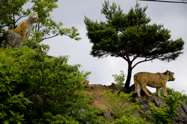 봉화 35번 국도 변에 자리한 범바위전망대의 호랑이 조형물. 조선 시대 강영달이라는 인물이 집채만 한 호랑이를 만나 맨손으로 때려잡았다는 곳이다.