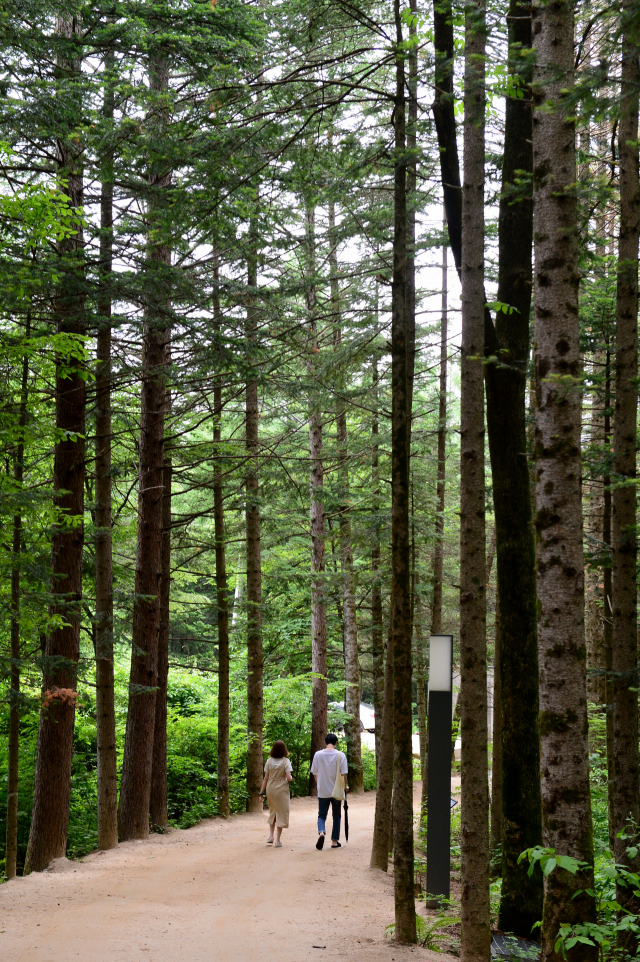 평창군 진부면 척천리 전나무 숲은 방아다리 약수터로 들어가는 입구에 있다.