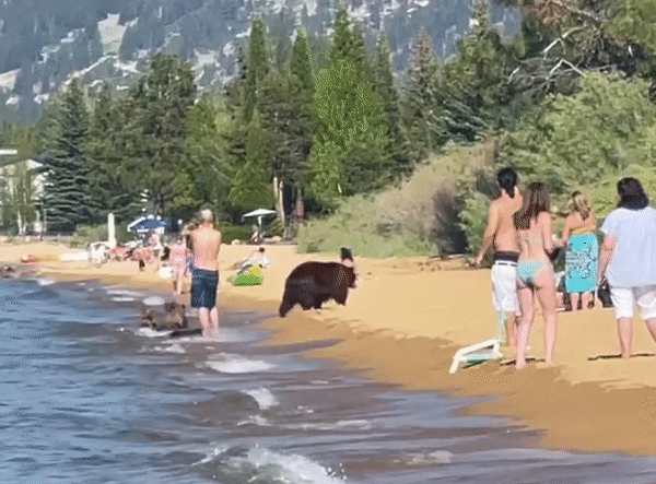 [영상] 美호숫가 피서 나온 곰 가족 '같이 물놀이해요'