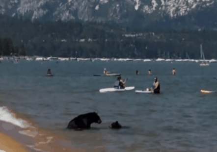 [영상] 美호숫가 피서 나온 곰 가족 '같이 물놀이해요'