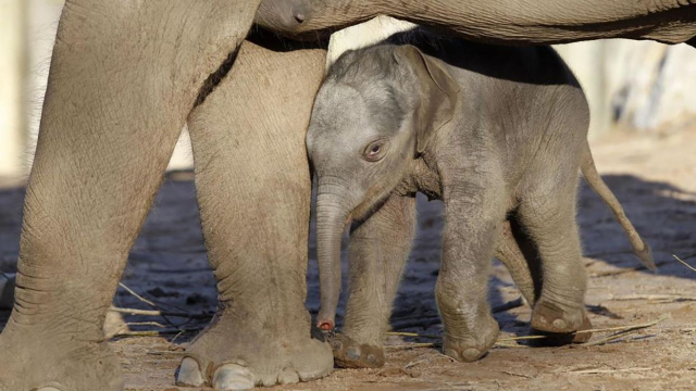 영국 체셔 체스터 동물원에서 태어난 지 사흘 된 아시아 코끼리./게티 이미지