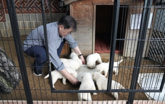 문재인 대통령이 지난 3일 북한에서 온 풍산개 '곰이'와 원래 키우던 풍산개 '마루' 사이에 낳은 새끼들을 돌보고 있는 사진을 SNS에 게재했다. /사진제공=청와대