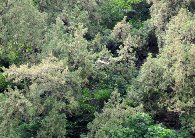 왜가리 한 마리가 측백나무숲에 놀러 왔다가 인기척에 놀라 날아가고 있다.
