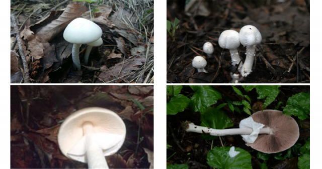 비슷하게 생긴 독버섯 독우산광대버섯(왼쪽)과 식용 버섯인 흰주름버슷(오른쪽). 독우산광대버섯과 주름버섯은 흰색의 우산 모양 자실체를 형성하는 공통점이 있다./사진제공=농촌진흥청