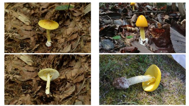 독버섯인 개나리광대버섯(왼쪽)과 식용버섯인 노란달걀버섯(오른쪽). 노란색의 우산형 자실체를 형성하는 공통점이 있다./사진제공=농촌진흥청