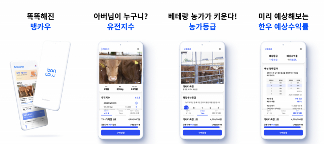 한우 투자 '뱅카우' 2차 펀딩 1일만 1억원 달성