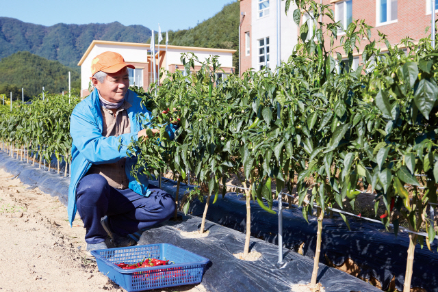 서울시가 운영하는 ‘체류형 귀농지원사업’에 참여한 귀농인이 고추를 수확하고 있다. /사진 제공=서울시