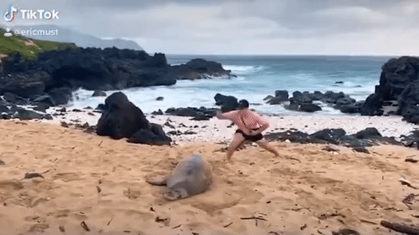 [영상] 쉬고 있는 바다표범 건드린 신혼부부…하외이서 벌금 물었다