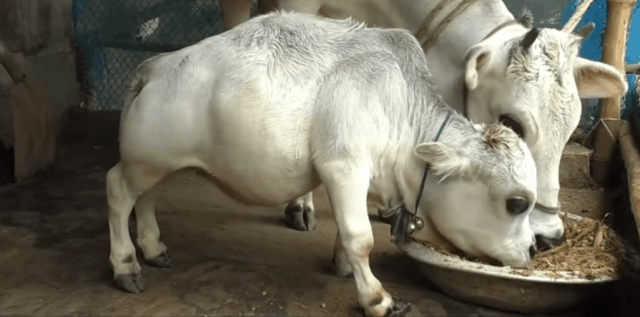 [영상] '키 51cm' 세상에서 가장 작은 소, 기네스 기록 갈아치울까