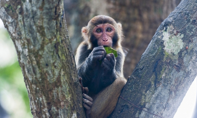 중국에서 숨진 원숭이를 해부한 한 수의사가 바이러스에 감염돼 숨졌다./글로벌 타임스 캡처