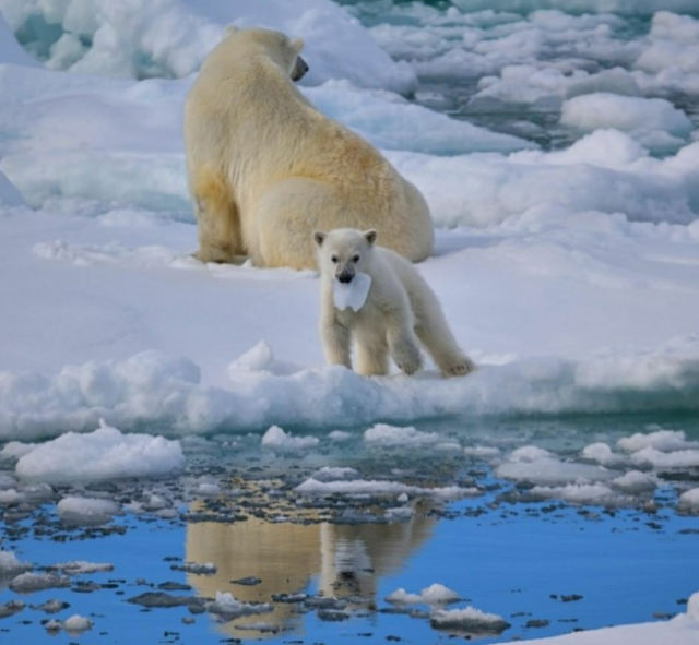 빙하가 녹고 있는 북극에서 생존의 위기를 겪고 있는 북극곰의 모습.