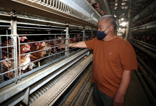 23일 전북 김제시 용지면 용수리의 한 양계장에서 폭염에 힘겨워하는 닭들을 양계 농민이 들여다보고 있다. /연합뉴스