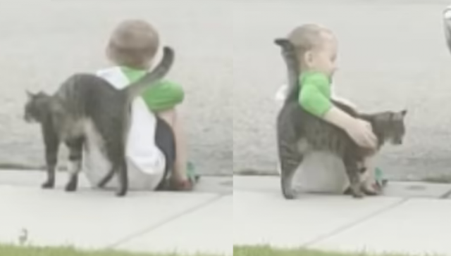 [영상] '슬퍼하지마' 부비부비…다섯살 꼬마 위로해준 길고양이