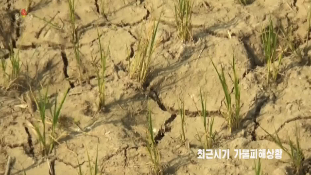북한에서 지난 12일부터 폭염 현상이 이어지고 있다고 조선중앙TV가 지난 16일 보도했다. 중앙TV는 2017년 여름의 혹심한 가뭄을 언급하며 폭염으로 농작물 생산에 차질이 빚어질까 우려했다./자료=조선중앙TV 화면