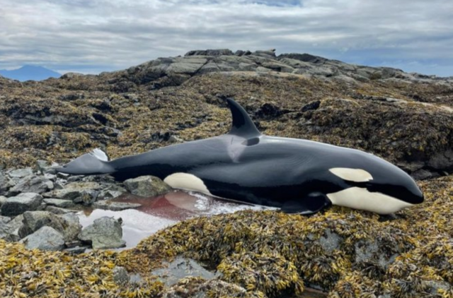 [영상] 6시간 동안 바위에 낀 범고래… 양동이로 살린 사람들