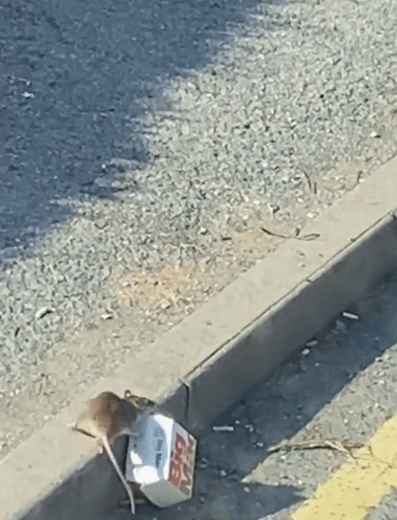 [영상]  '빅맥 들고 튀어라' 도로 한복판 질주한 '영국 쥐'
