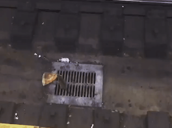 [영상]  '빅맥 들고 튀어라' 도로 한복판 질주한 '영국 쥐'