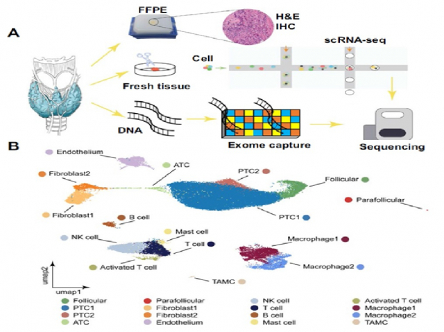 박지환 지스트 교수 연구팀과 중국 쓰촨 대학병원 연구팀이 갑상선암 환자 조직을 이용해 단일세포 분석 및 유전체 분석을 수행한 연구 모식도 /사진제공=지스트