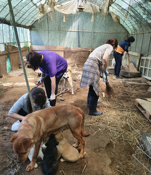 길고양이보호협회 회원들이 지난 5월 유기견 21마리를 구조하고 있다.