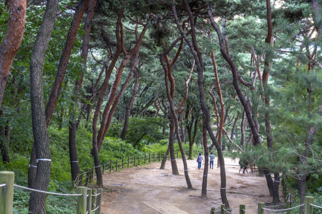 선정릉 산책로를 따라 정현왕후 능으로 가는 길에 울창한 소나무숲이 펼쳐진다. 소나무숲 아래에는 정현왕후 능침이 있다.