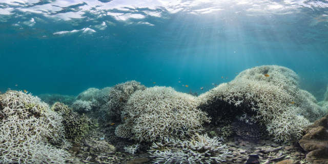 하얗게 변한 산호초들. /사진=XL케이틀린 시뷰 서베이