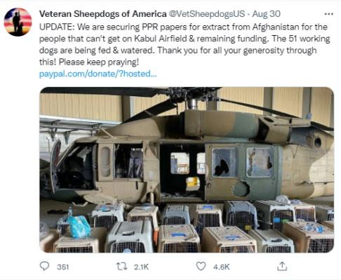 미군이 아프가니스탄에서의 대피작전을 돕던 개 수십마리를 버리고 철수했다는 주장이 소셜미디어에서 퍼지고 있다./트위터 캡처