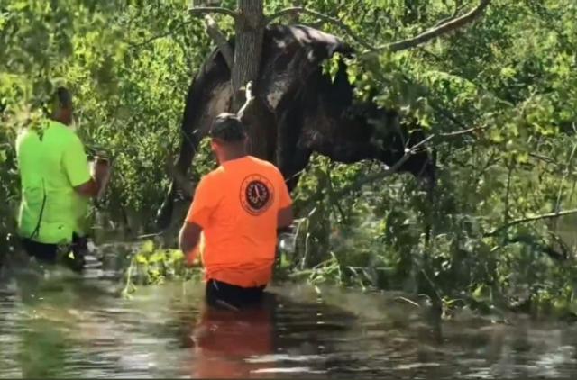 미국 지방 정부 관계자들이 전기톱으로 나무를 잘라 홍수에 떠내려가다 나무 위에 걸린 소를 구조하고 있다. /세인트 버나드 패리시 카운티 제공