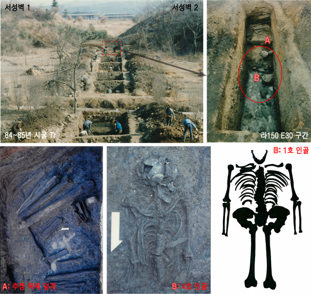 지난 1985년 경주 월성 시굴조사에서 발견된 인골 /사진제공=국립경주문화재연구소