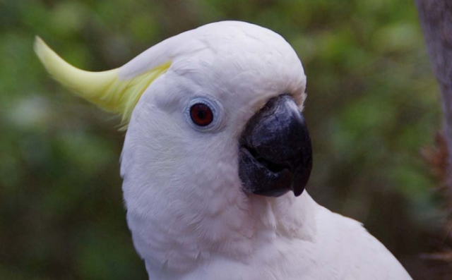호주의 흰 앵무새. /프리큐레이션